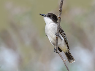  Loggerhead Kingbird