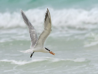 Royal Tern in Flight Over Ocean