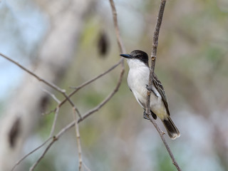 Obraz premium Loggerhead Kingbird