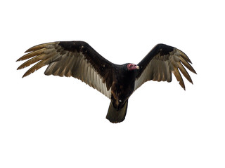 Turkey Vulture in Flight on White Background, Isolated