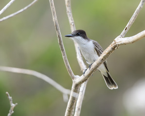 Loggerhead Kingbird