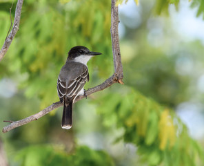 Fototapeta premium Loggerhead Kingbird