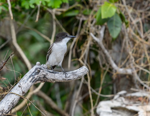 Loggerhead Kingbird