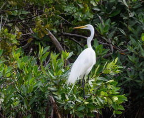 Great Egret Perched on Green Plant