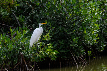 Great Egret Perched on Green Plant