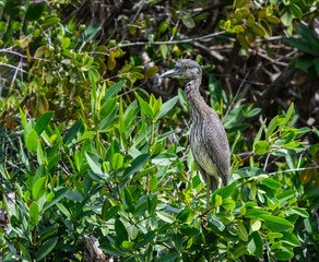  Yellow-crowned Night Heron Juvenile