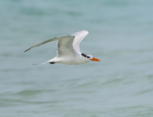 Fototapeta na wymiar Royal Tern in Flight