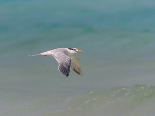 Fototapeta na wymiar Royal Tern in Flight on Blue Sky
