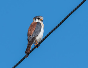 American Kestrel Perched on Wire on Blue Sky