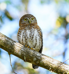Cuban Pygmy Owl