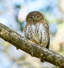Cuban Pygmy Owl