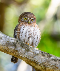 Cuban Pygmy Owl