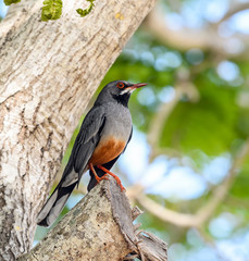 Red-legged Thrush