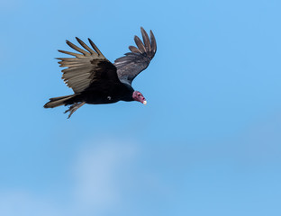 Turkey Vulture in Flight on Blue Sky