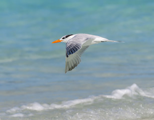 Fototapeta premium Royal Tern in Flight