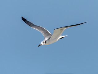 Laughing Gull in Flight on Blue Sky