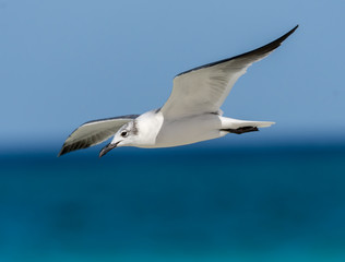 Obraz premium Laughing Gull in Flight on Blue Sky