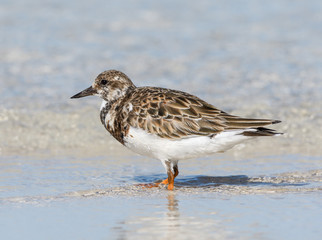 Ruddy Turnstone Foraging on the Beach, Portrait