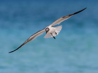 Laughing Gull in Flight Over Ocean