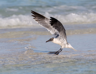  Laughing Gull Landing