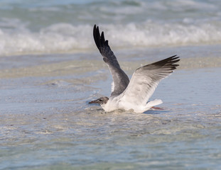 Fototapeta na wymiar Laughing Gull with Open Wings Standing on the Beach