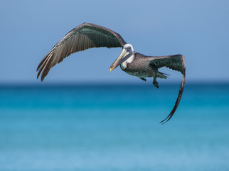 Fototapeta premium Brown Pelican in Flight Over Ocean