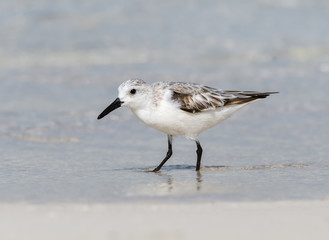 Sanderling Foraging on the Beach