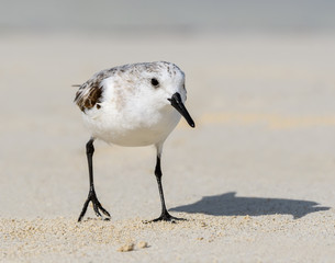 Sanderling Foraging on the Beach, Portrait
