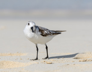 Sanderling Foraging on the Beach, Portrait
