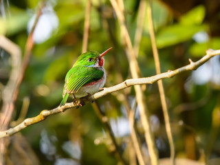 Cuban Tody