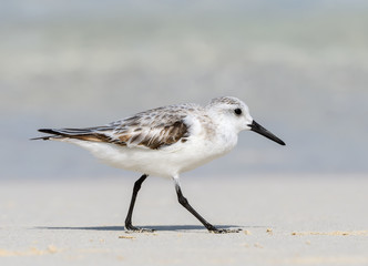 Sanderling Foraging on the Beach, Portrait