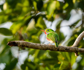 Cuban Tody