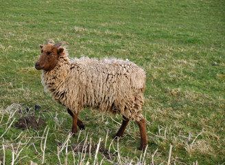 Brown sheep with horns