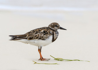 Ruddy Turnstone Foraging on the Beach