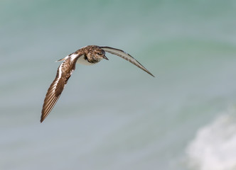 Ruddy Turnstone in Flight