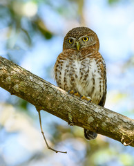 Cuban Pygmy Owl