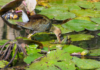 Purple Gallinule Juvenile Foraging on the Pond
