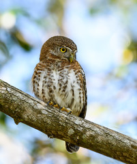 Cuban Pygmy Owl