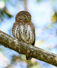 Obraz premium Cuban Pygmy Owl