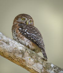 Cuban Pygmy Owl