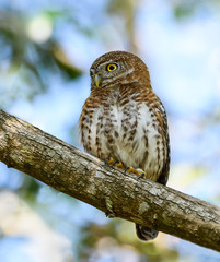Cuban Pygmy Owl