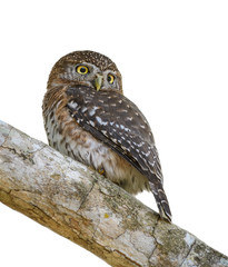 Cuban Pygmy Owl on White Background, Isolated