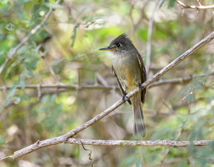 Fototapeta premium Cuban Pewee
