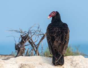 Turkey Vulture Sitting on the Rock