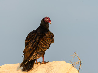 Turkey Vulture Sitting on the Rock