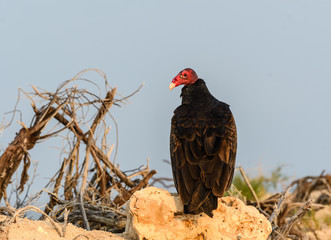 Turkey Vulture Portrait