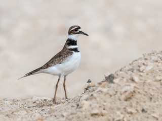 Killdeer