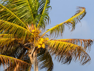Cluster of Yellow Coconuts on Palm Tree 