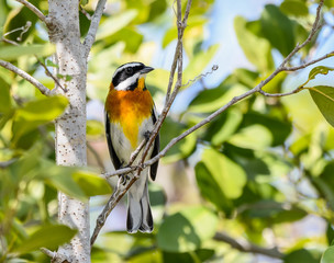 Western Spindalis