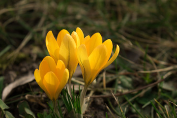 First spring crocuses